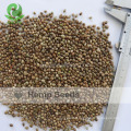 Wholesale Chinese hemp seed for planting with hemp seeds